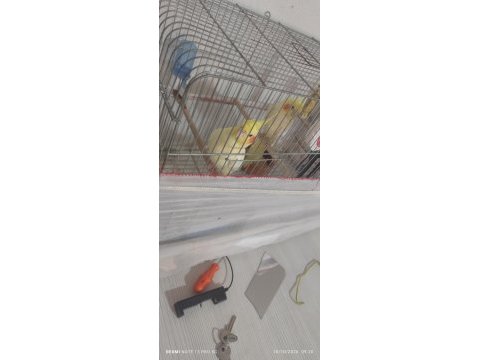 Lutino kırmızı göz çift sultan papağanı