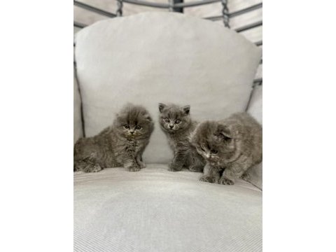 Saf kan ırk scottish fold tüm türkiye getirme şansımız var