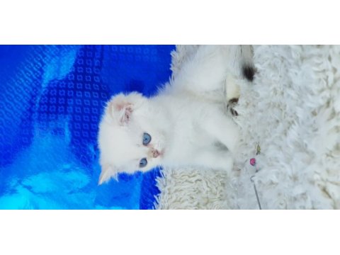 Orijinal british shorthair erkek ny1233