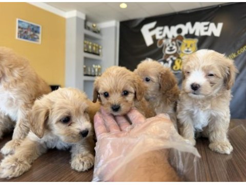 Maltipoo teslimler başladı ankara mağazamızda 