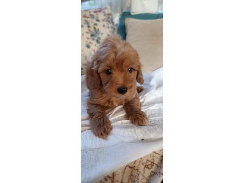 Sevimli maltipoo bebeğimiz yer çorlu