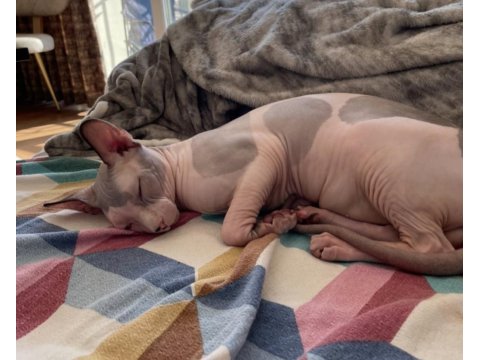 2 yaşında erkek uysal her hayvanla geçinebilen sphynx
