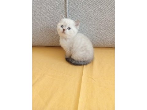 Bu british shorthair ponçikler yeni yuvalarını arıyor
