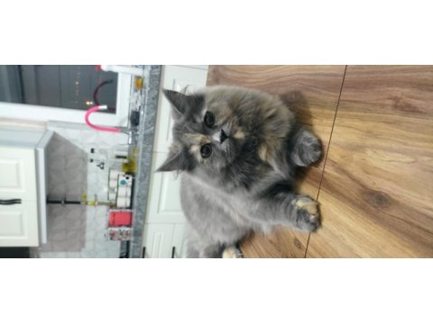 9 aylık dişi british longhair