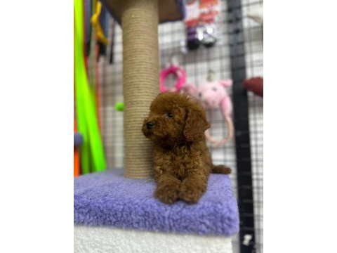 Ünlü üretici kore’den ankara’ya poodle