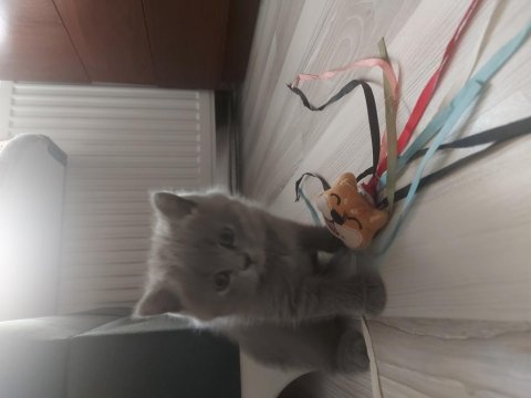Sevimli british shorthair yavrular