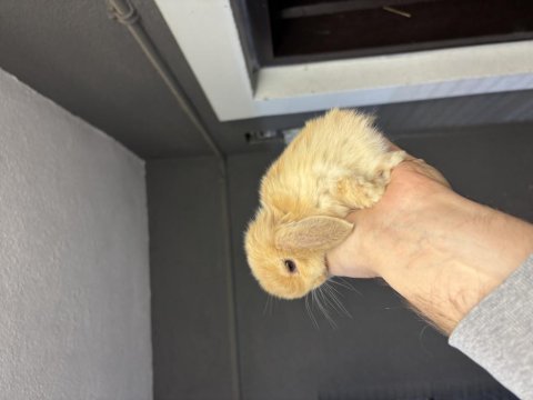 Veteriner hekimden hollanda lop mini lop ve cüce tavsan