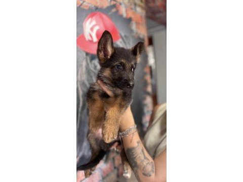 Safkan alman çoban köpeği yavruları