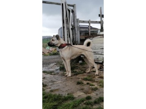 6 aylık aslan parçası