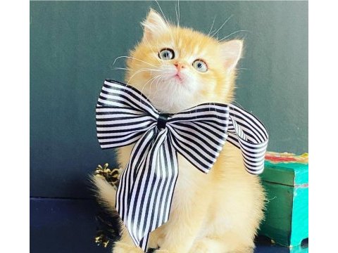 Safkan british shorthair golden