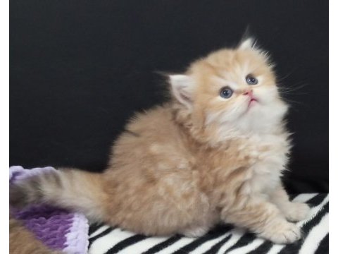 Golden ve silver chinchilla şecereli anne babalardan