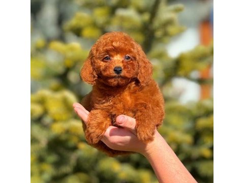 Erkek toy poodle tarçınımız