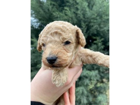 Toy poodle yavru köpekler