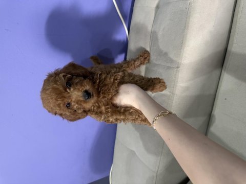 68 günlük erkek poodle