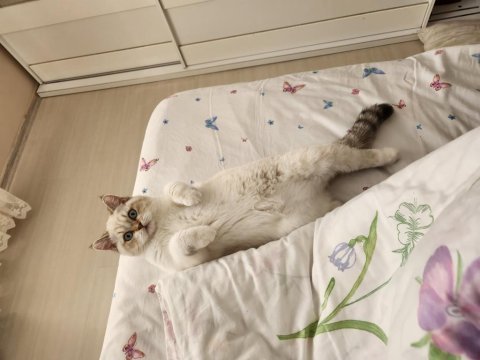 British shorthair tatlı yavrumuz