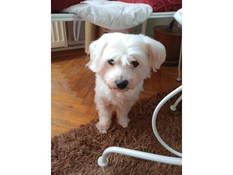Maltese terrier 10 yaşında erkek