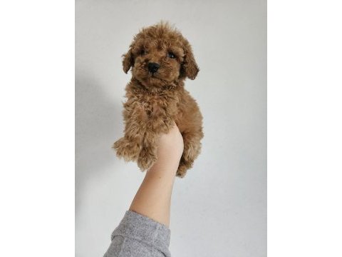 Toy poodle yavrularımız