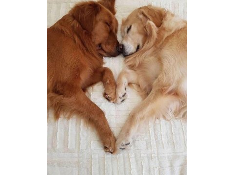Baby face golden retriever yavrularımız