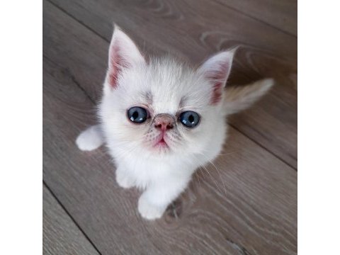 Exotic shorthair dişi ve erkek yavrular