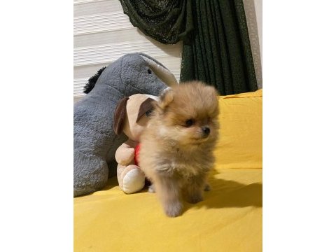 Minik ama sevgi dolu pomeranian