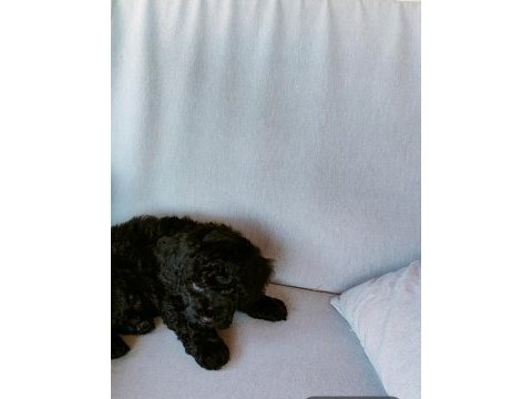 Bitter çikolatalı poodle