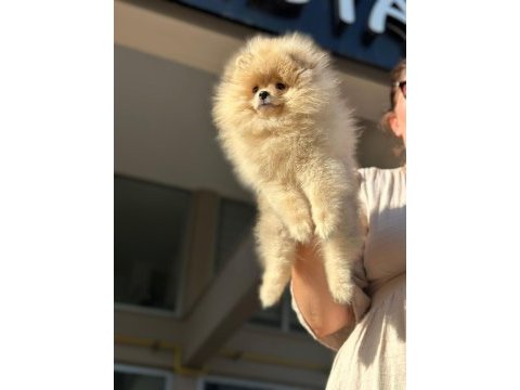 Orjinal erkek ve dişi pomeranian boo