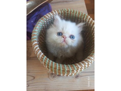 Pamuk chinchilla bebekler