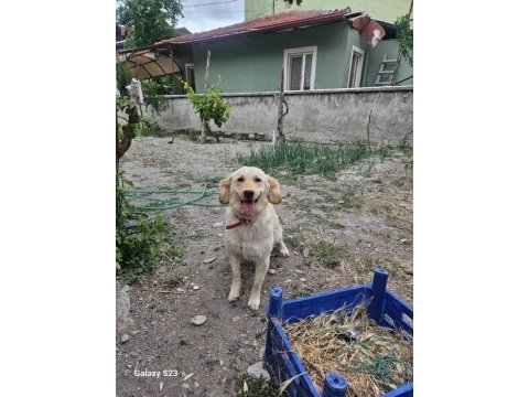 1 yaşında dişi golden retriever ücretli