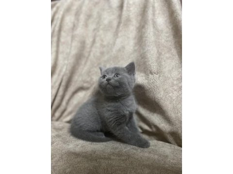 British shorthair yavru kedimiz