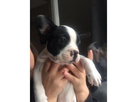 French bolldog yavruları