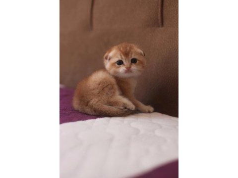Golden rengine ny25 dişi scottish fold