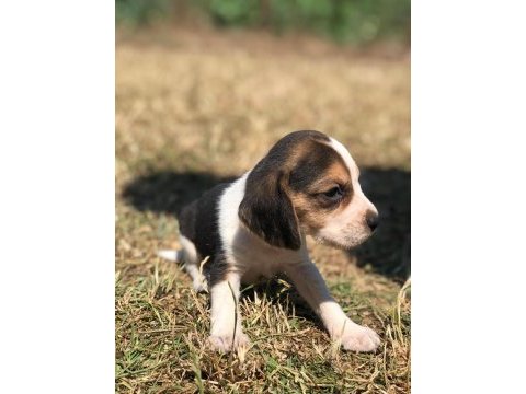 Safkan anne ve babadan beagle yavruları