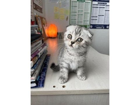 Anne yanından scottish fold