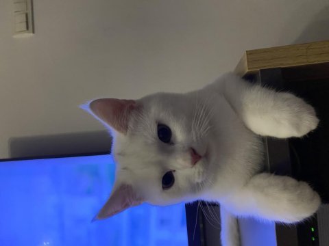 6 aylık erkek british shorthair