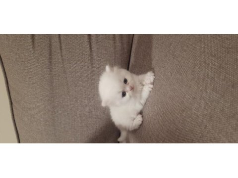 British shorthair erkek