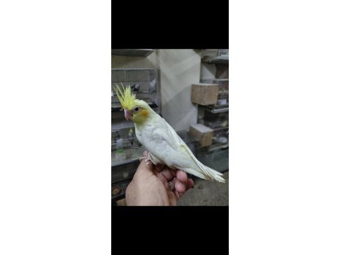 Ele alışık ısırma huyu olmayan lutino sultan bebek