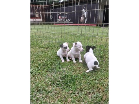 Akkuş üretim çiftliğinden jack russell yavruları
