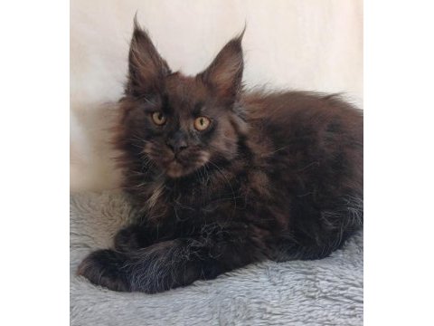 Sadece bu ırkın değerini bilen ailelere safkan maine coon