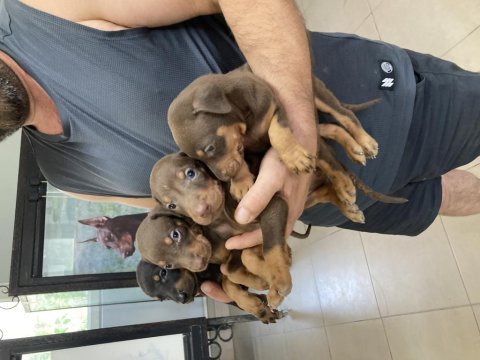 Kızıl ve siyah doberman roket yavrular