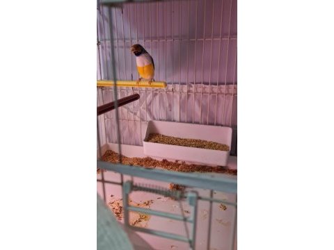 Çift goldian finch (gökkuşağı ispinozu)