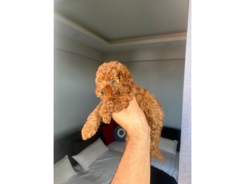 Toy poodle yavrularımız ömürlük aileleri bekliyor