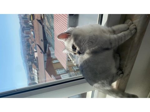 British shorthair kedisi