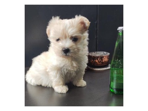 Ped eğitimli orjinal maltipoo bebek