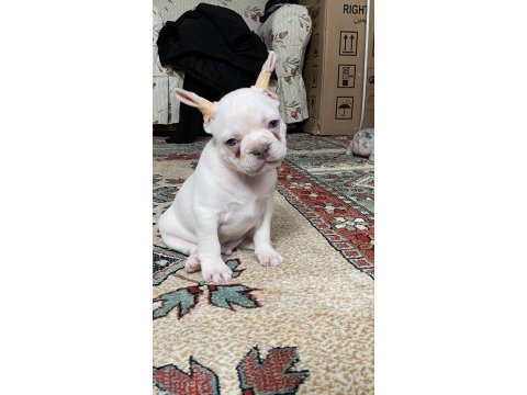 Lilac tan platinum erkek french bulldog yavrumuz