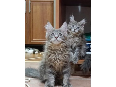 Xxl dev maine coon iri kan hattı