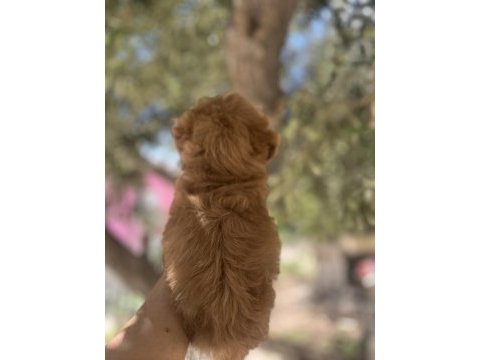 Uygun f2 maltipoo yavrular