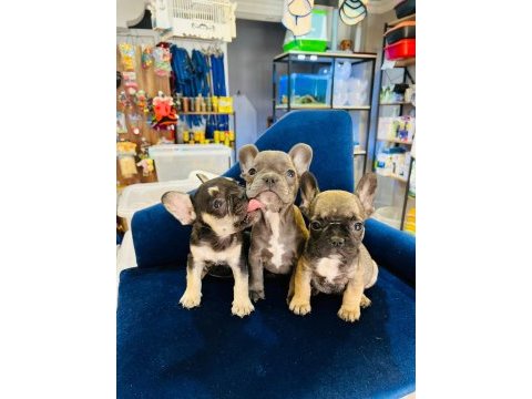 3 adet bulldog yavru