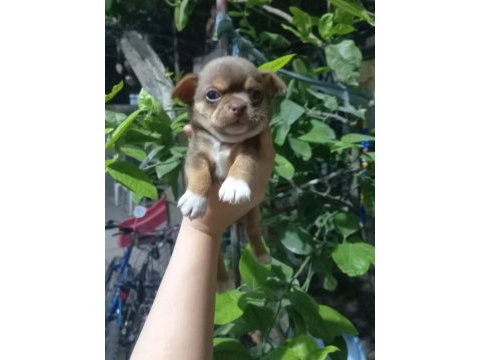 Değerini bilene lilac tan elma kafa küt burun teacup şivava
