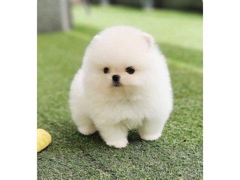 Ayı surat pomeranian yavrumuz