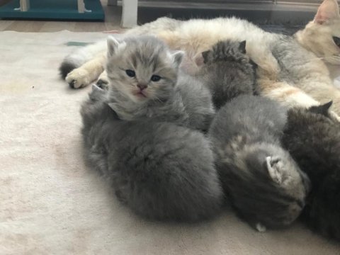 Sahiplendirilecektir british shorthair